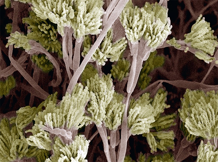 Пенициллиновые грибы под микроскопом