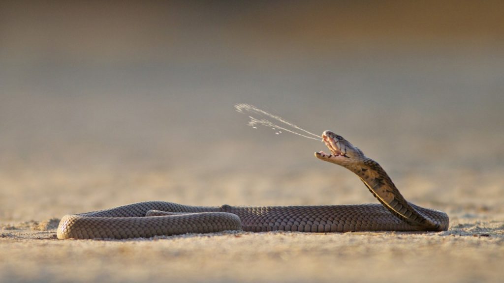Мозамбикская плюющаяся кобра