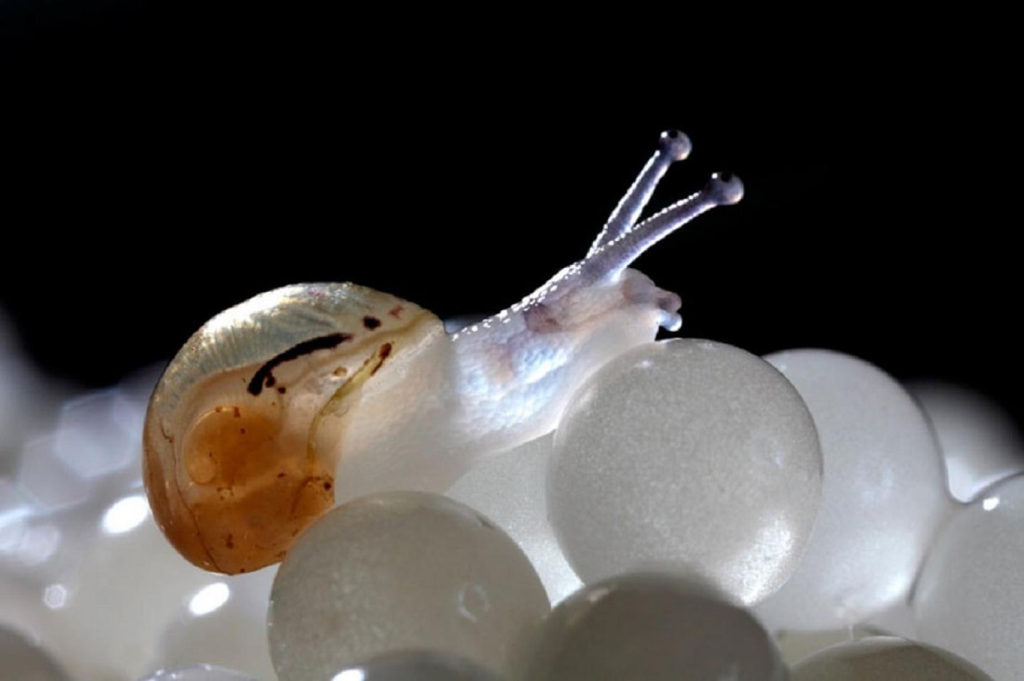 Как улитки откладывают яйца