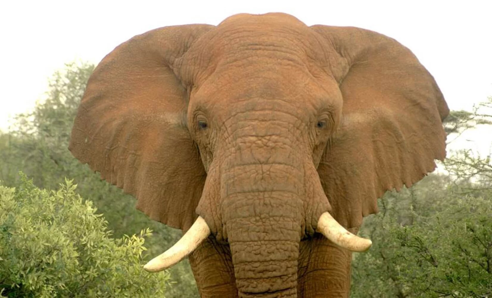 Слоновые уши. Голова африканского слона. Слоновье ухо. Уши африканского слона. Африканский слон, самец.