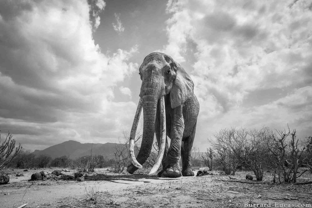 Редкие фото невероятной королевы слонов