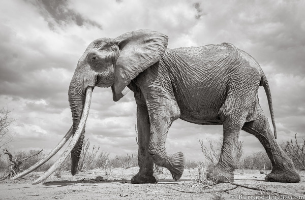Редкие фото невероятной королевы слонов