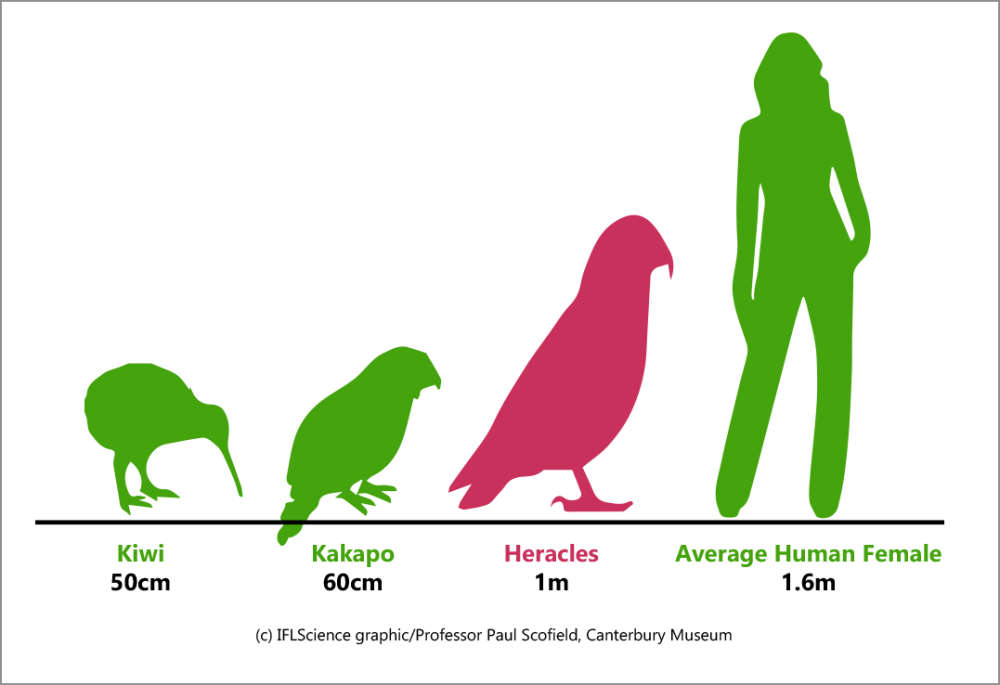 Крылатый Геракл: самый большой попугай в мире