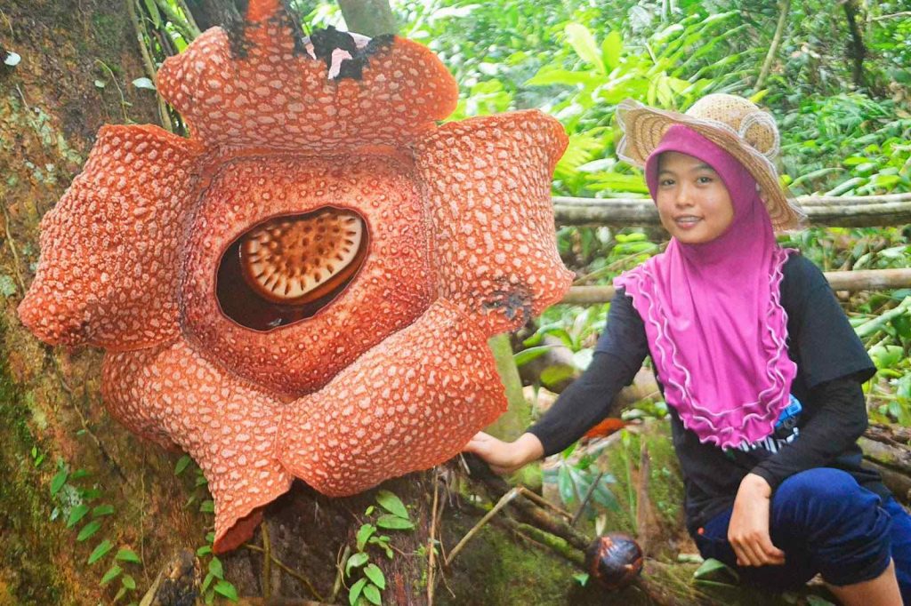 Самые крупные цветки в мире