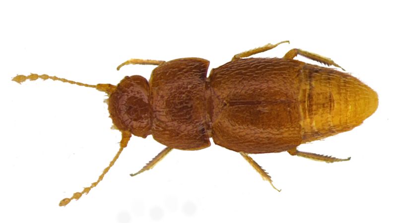 Nelloptodes gretae: в честь экоактивистки Греты Тунберг назвали жука