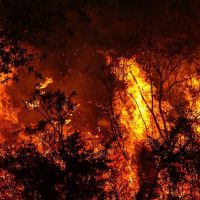 Революционное средство в борьбе со стихийными лесными пожарами