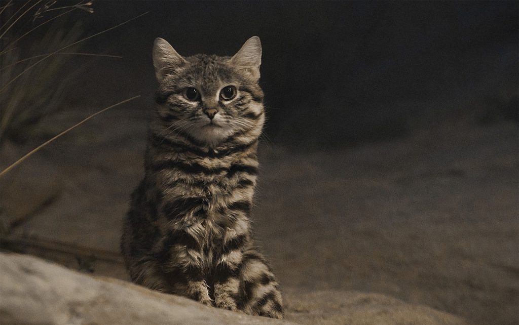 Ржавая кошка: самый маленький представитель семейства кошачьих
