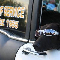 Florida Dog: пёс за рулём Mercury Sable