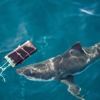 Австралийские учёные создали «акулонепроницаемый» материал для гидрокостюмов