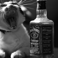 Пьяные свиристели: алкоголь в животном мире
