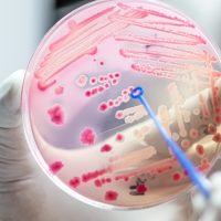 Бактерию Escherichia coli научили питаться углекислым газом