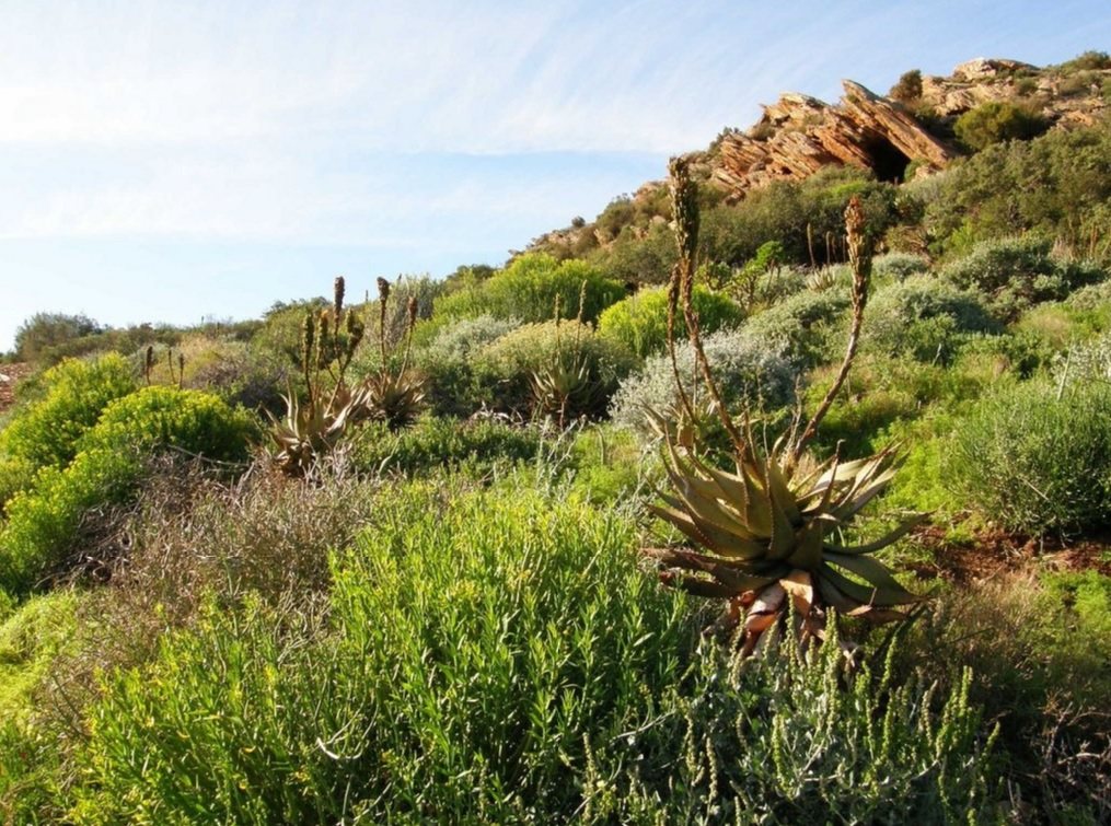 Суккулентное Кару – уникальная цветущая пустыня