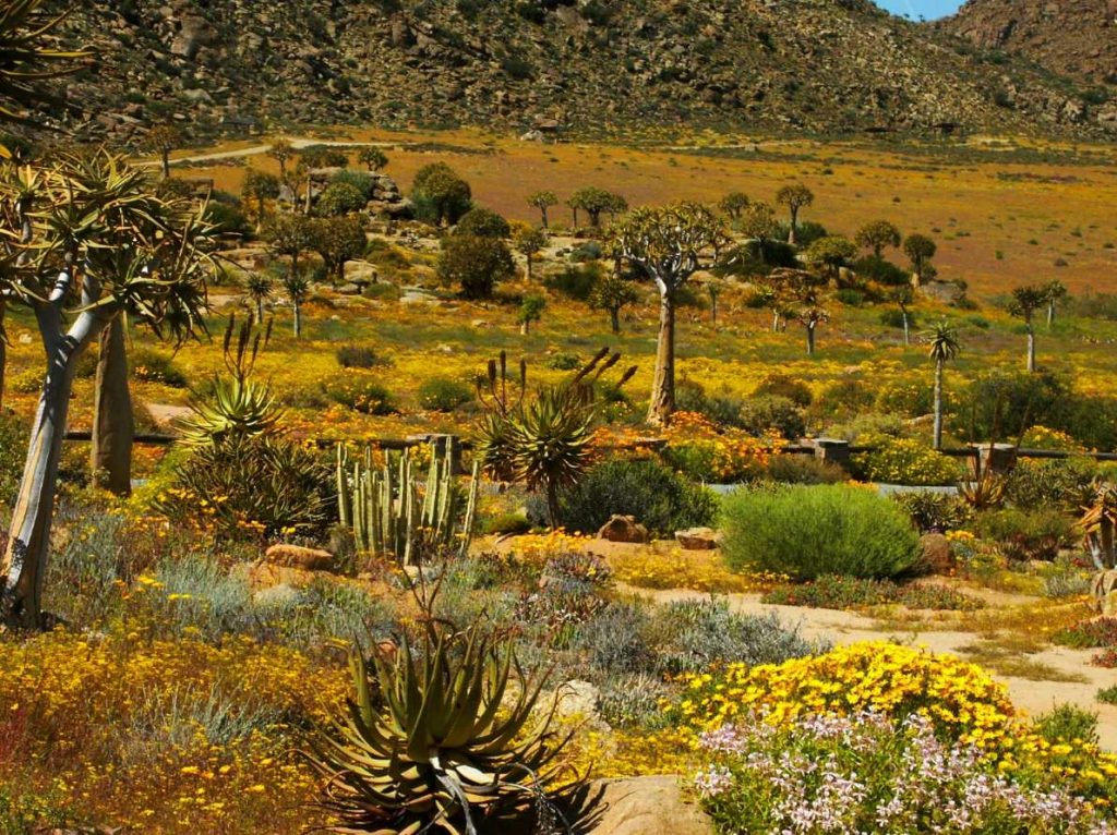 Суккулентное Кару – уникальная цветущая пустыня
