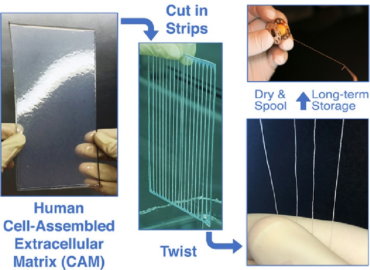 Учёные изобрели «пряжу» из клеток человеческой кожи