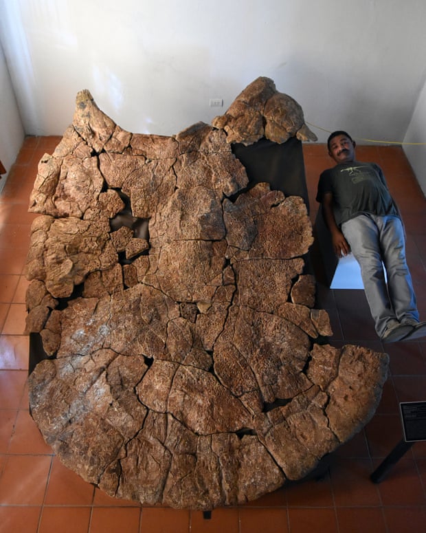 Stupendemys geographicus: древние черепахи размером с автомобиль