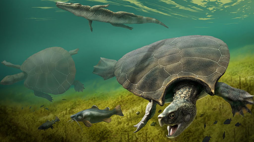 Stupendemys geographicus: древние черепахи размером с автомобиль