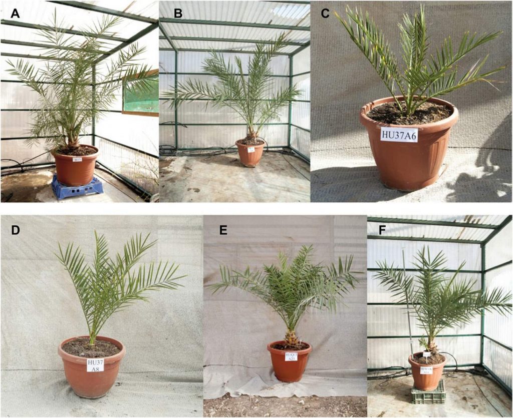 Учёные прорастили финиковые пальмы из 2000-летних семян