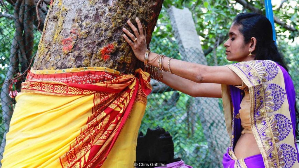 Тиммамма Марриману – дерево с самой большой кроной в мире