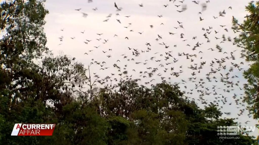 Австралийский Ингем захватил торнадо из летучих мышей