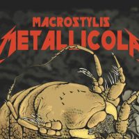 Macrostylis metallicola: новый вид ракообразных назвали в честь группы Metallica