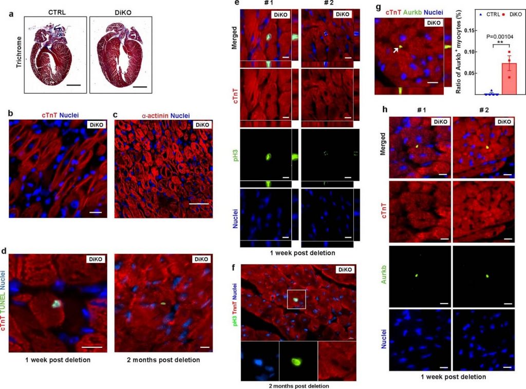 Учёные научились запускать процесс регенерации сердечной мышцы