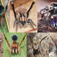 Новые виды пауков-скакунов в роду Maratus
