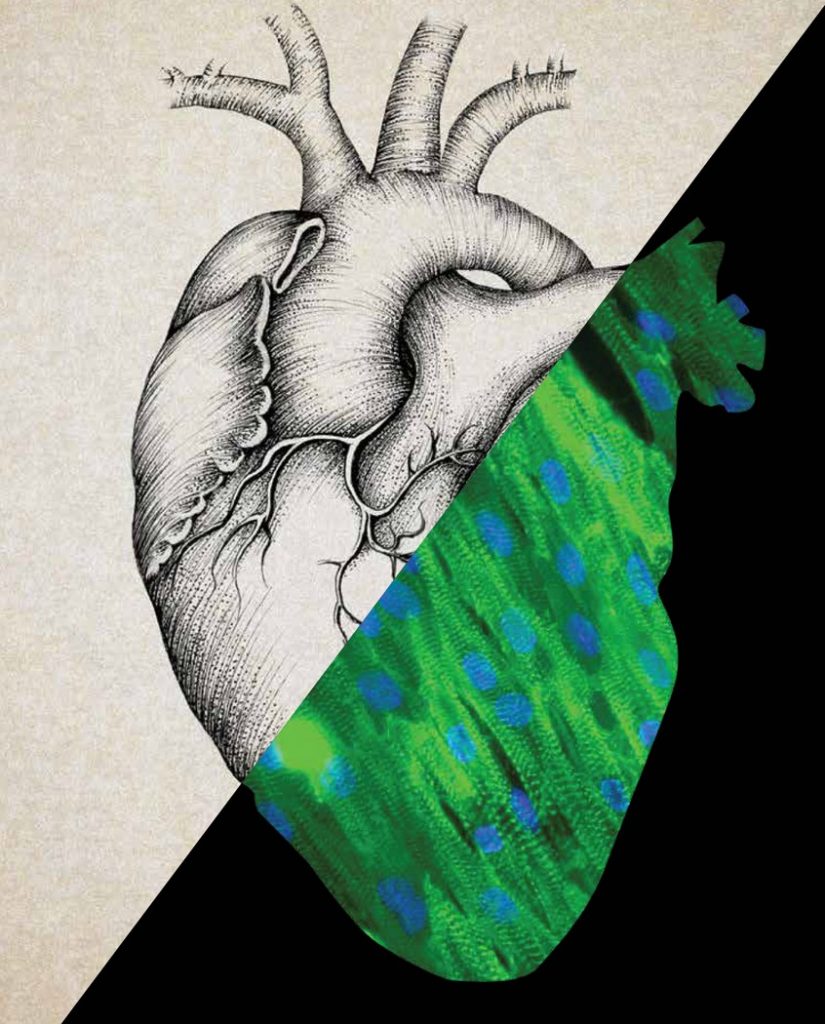 Учёные научились запускать процесс регенерации сердечной мышцы