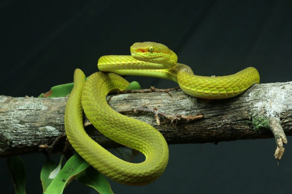T. salazar: учёные назвали змею в честь Салазара Слизерина
