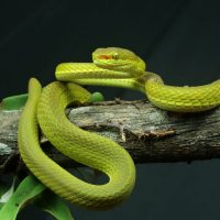 T. salazar: учёные назвали змею в честь Салазара Слизерина