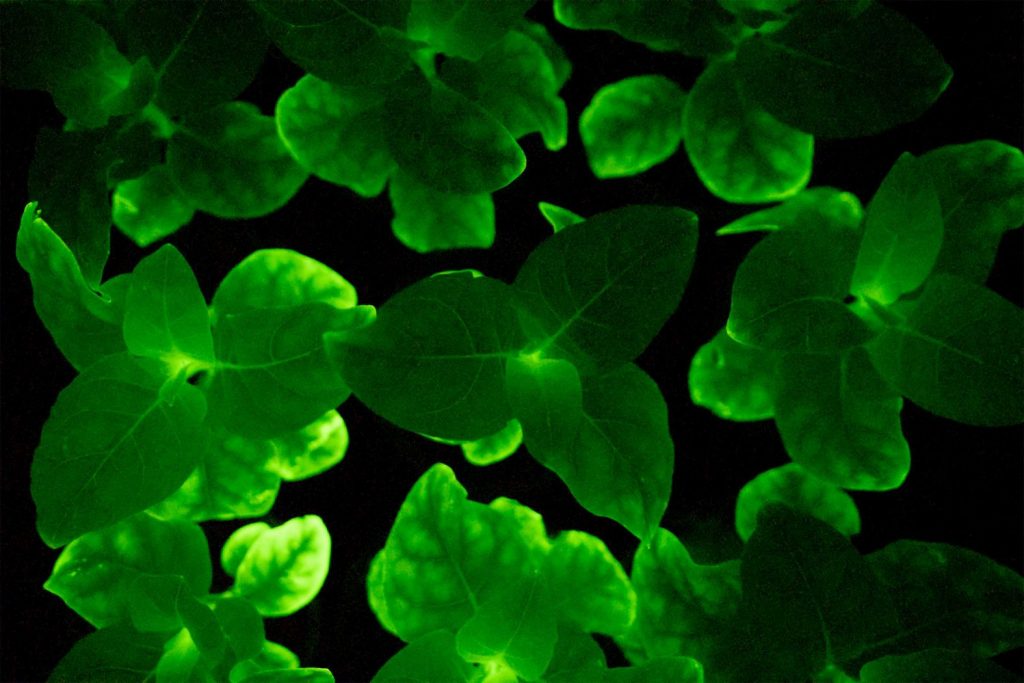 Учёные создали светящиеся растения при помощи ДНК грибов