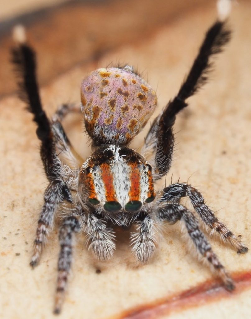 Новые виды пауков-скакунов в роду Maratus