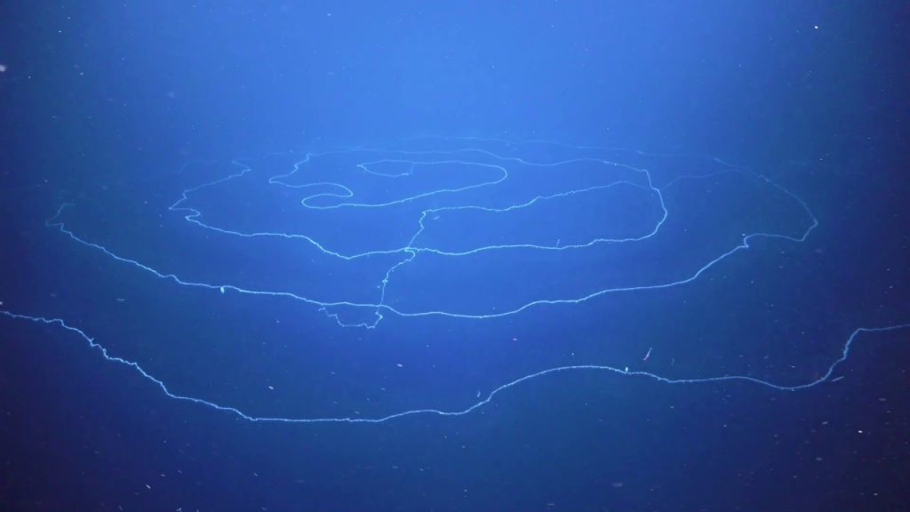 Apolemia siphonophore: самое длинное живое существо