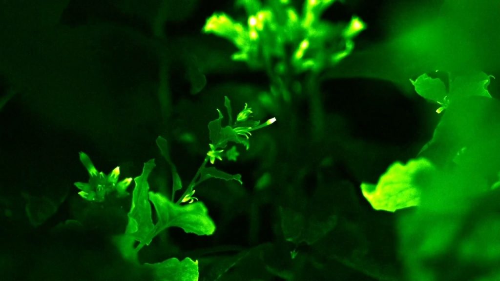 Учёные создали светящиеся растения при помощи ДНК грибов