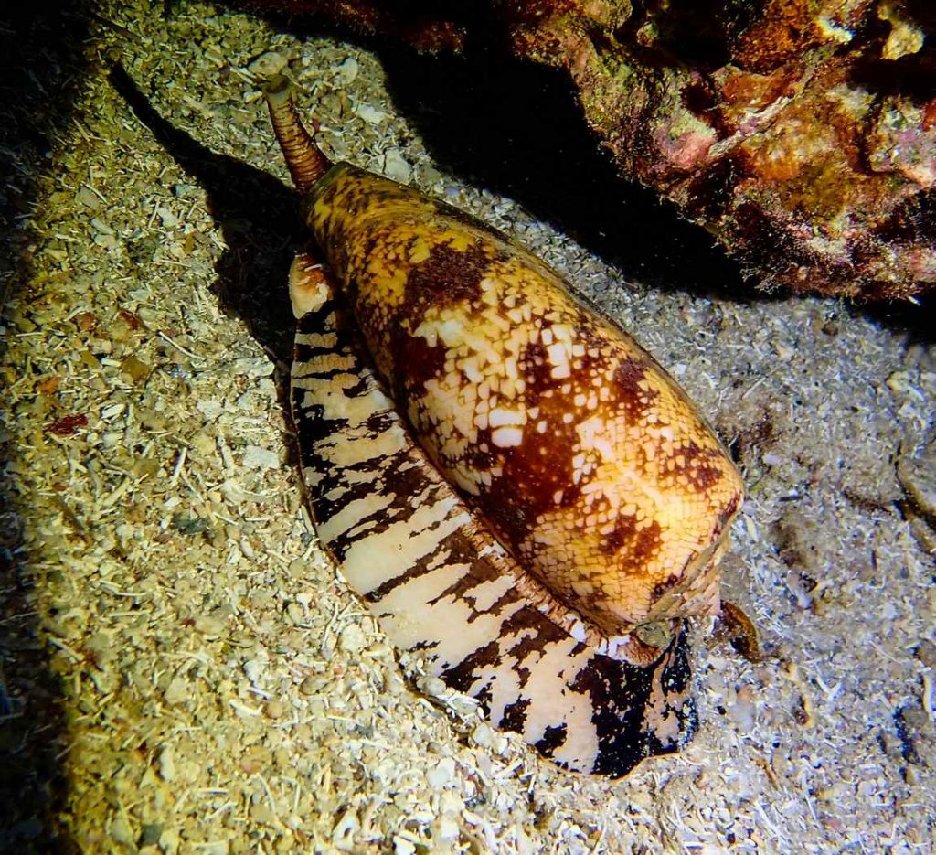 Учёные создали быстрый инсулин из яда моллюска Conus geographus