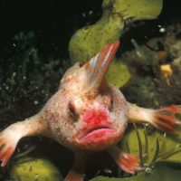 RIP, гладкий хендфиш: в Тасмании вымерла самая странная рыба