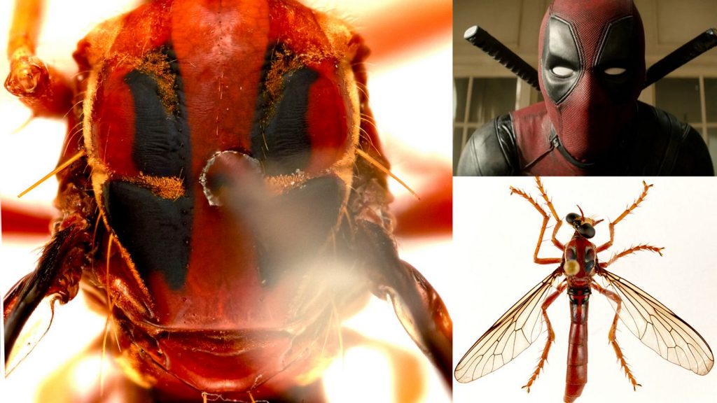 Австралийские «мухи-убийцы» названы в честь героев Marvel