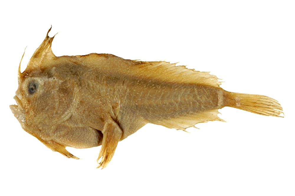 RIP, гладкий хендфиш: в Тасмании вымерла самая странная рыба