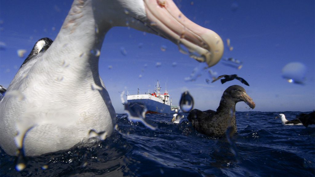 Альбатрос: любопытные факты о крупнейших морских птицах