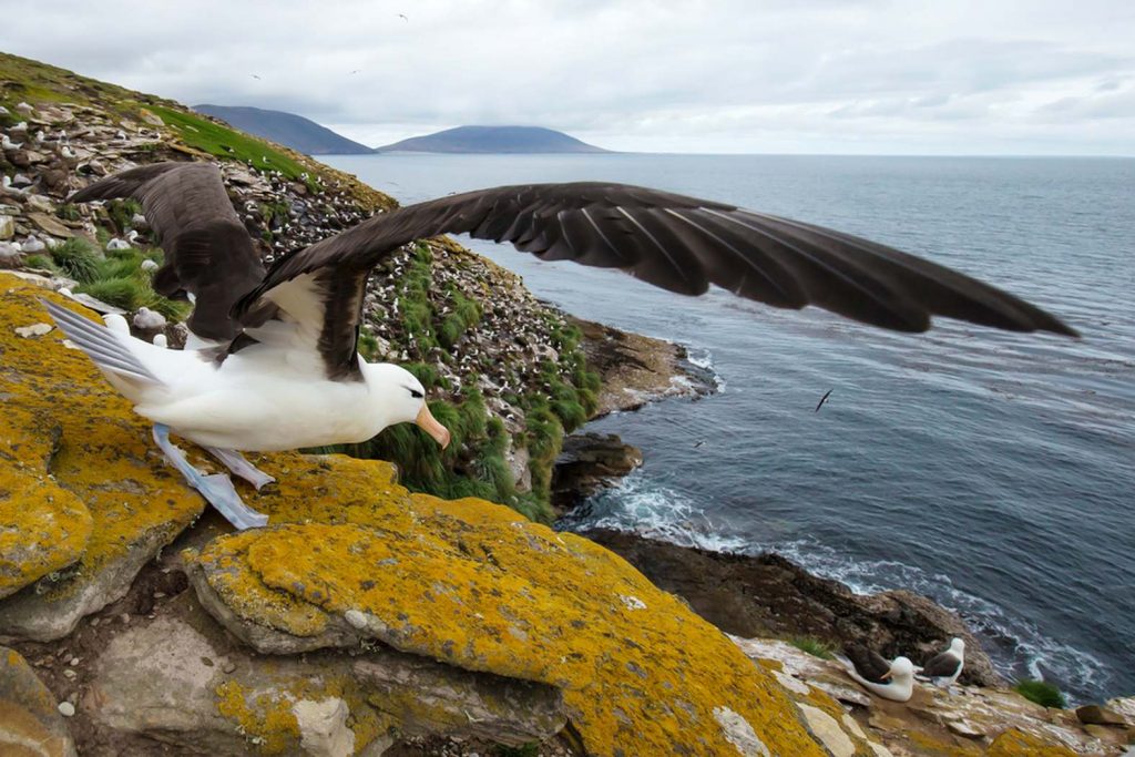 Альбатрос: любопытные факты о крупнейших морских птицах