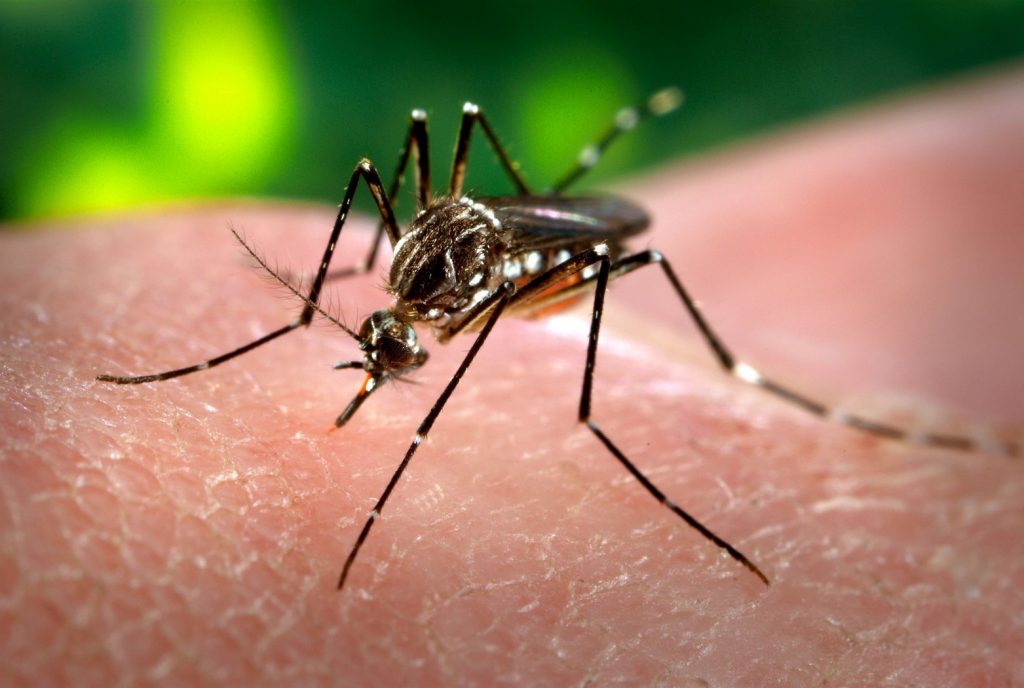 В США в природу выпустят генно-модифицированных комаров