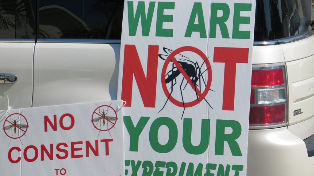 В США в природу выпустят генно-модифицированных комаров