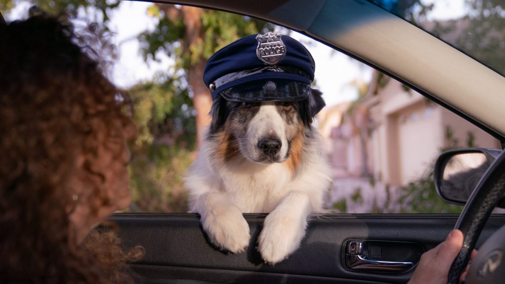 Самые популярные полицейские породы собак