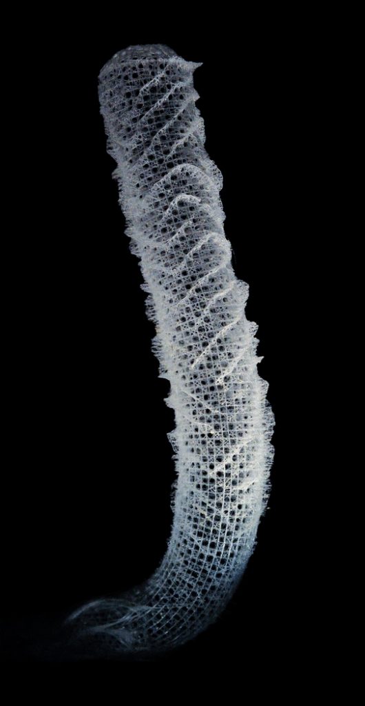 Как морская губка Euplectella aspergillum поможет усовершенствовать небоскрёбы и мосты?