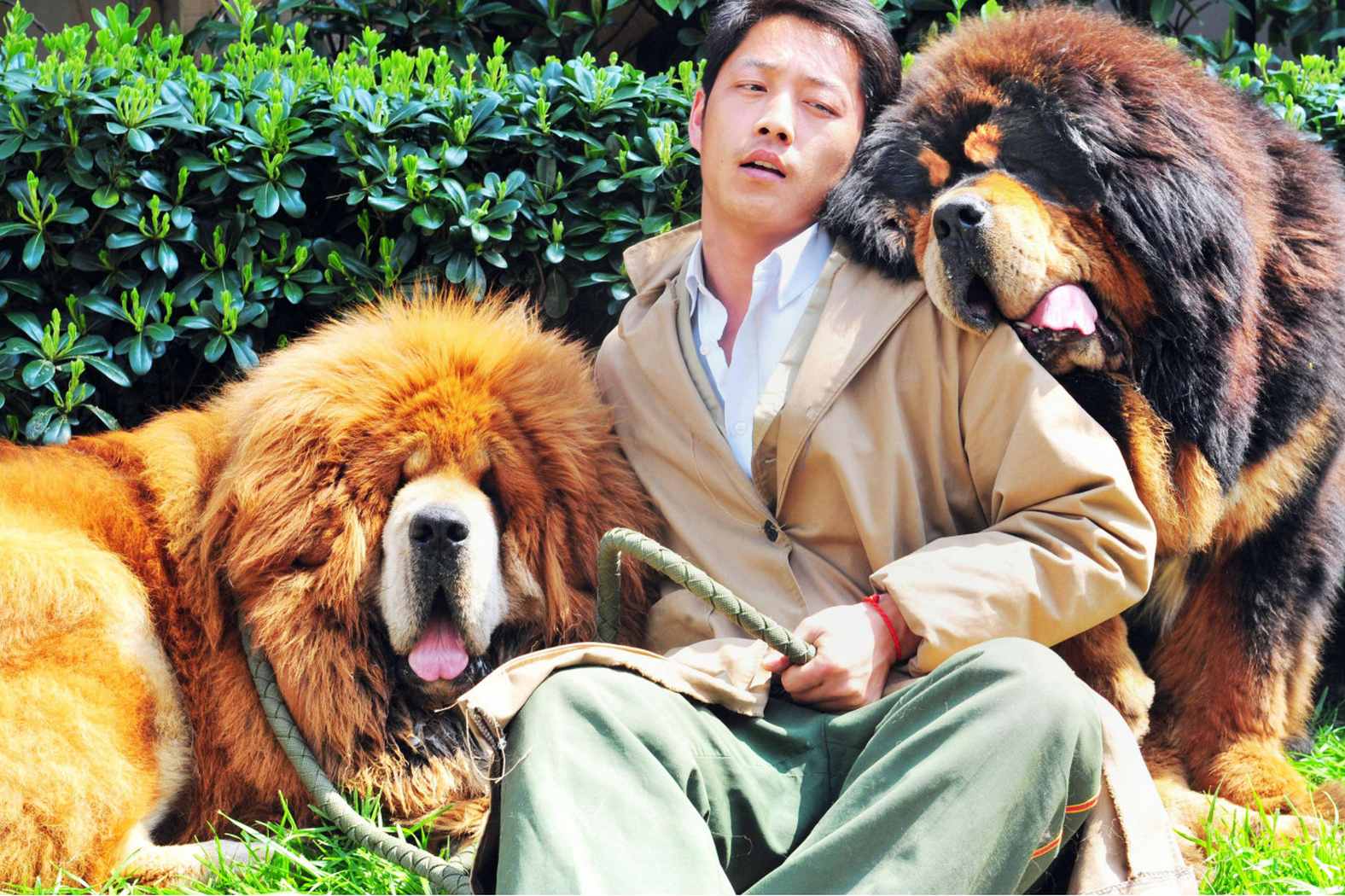 Тибетский Мастиф Фото С Человеком Самый