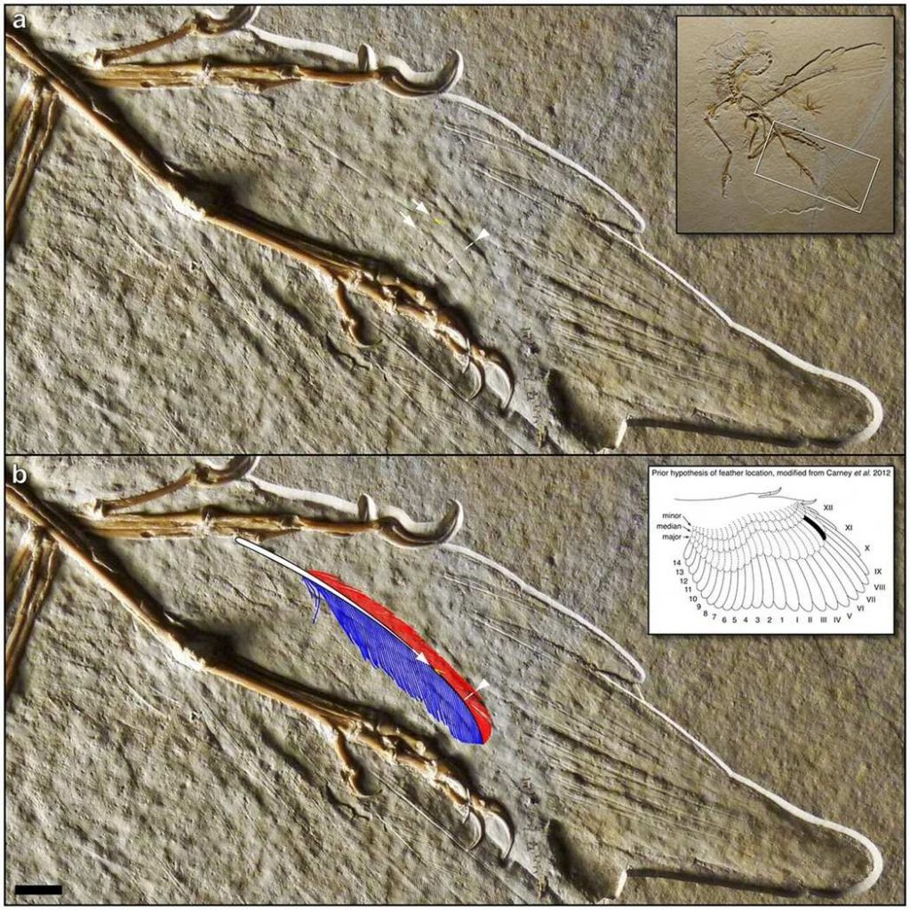 Учёные подтвердили, что древнейшее ископаемое перо принадлежало Археоптериксу