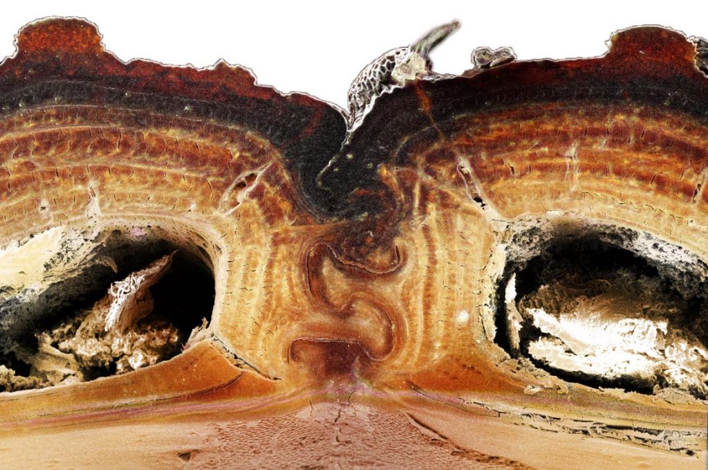 Phloeodes diabolicus: учёные раскрыли секрет «дьявольского жука»