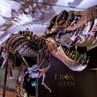 Тираннозавр Стэн стал самой дорогой окаменелостью в мире