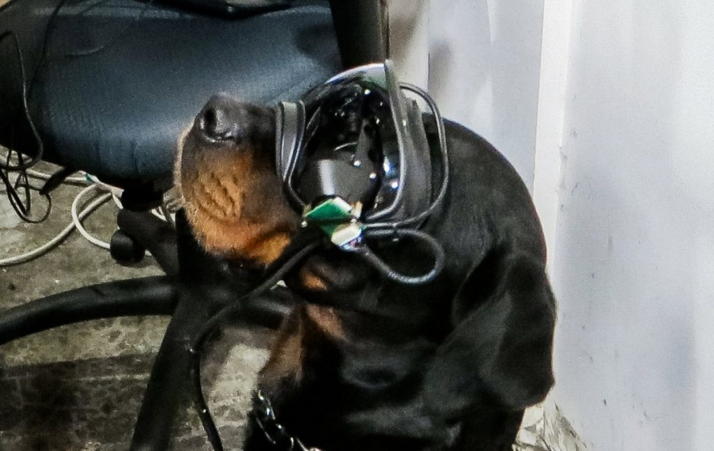 Армия США тестирует AR-очки для собак