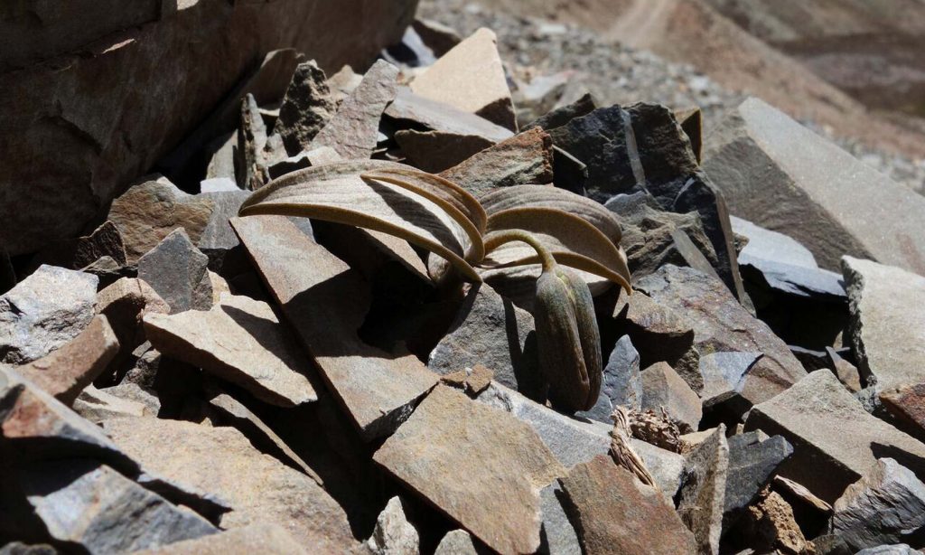 Камуфляжный Рябчик Делавэя: как растения защищаются от людей