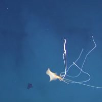 Глубоководные кальмары рода Magnapinna 